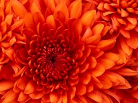/album/semplicemente-insieme-alla-www-rcmusiclab-net/chrysanthemum-jpg/