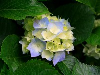 /album/semplicemente-insieme-alla-www-rcmusiclab-net/hydrangeas-jpg/